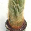 Notocactus_leninghausii_1